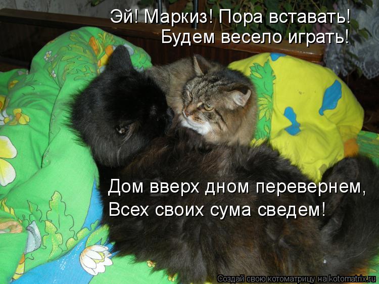 Эй! Маркиз! Пора вставать! Будем весело играть! Дом вверх дном перевернем, Всех своих сума сведем!... Котоматрица: Эй! Маркиз! Пора вставать! Будем весело играть! Дом вверх дном перевернем, Всех своих сума сведем!