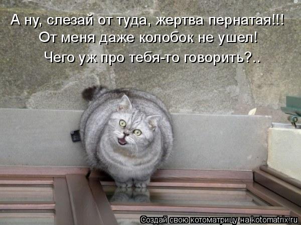 А ну, слезай от туда, жертва пернатая!!! От меня даже колобок не ушел! Чего уж про тебя-то говорить?.... Котоматрица: А ну, слезай от туда, жертва пернатая!!! От меня даже колобок не ушел! Чего уж про тебя-то говорить?..