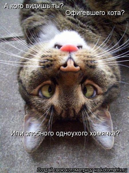 А кого видишь ты? Офигевшего кота? Или злобного одноухого хомячка?... Котоматрица: А кого видишь ты? Офигевшего кота? Или злобного одноухого хомячка?