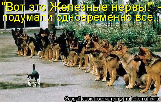 "Вот это Железные нервы!" - подумали одновременно все...... Котоматрица: "Вот это Железные нервы!" - подумали одновременно все...