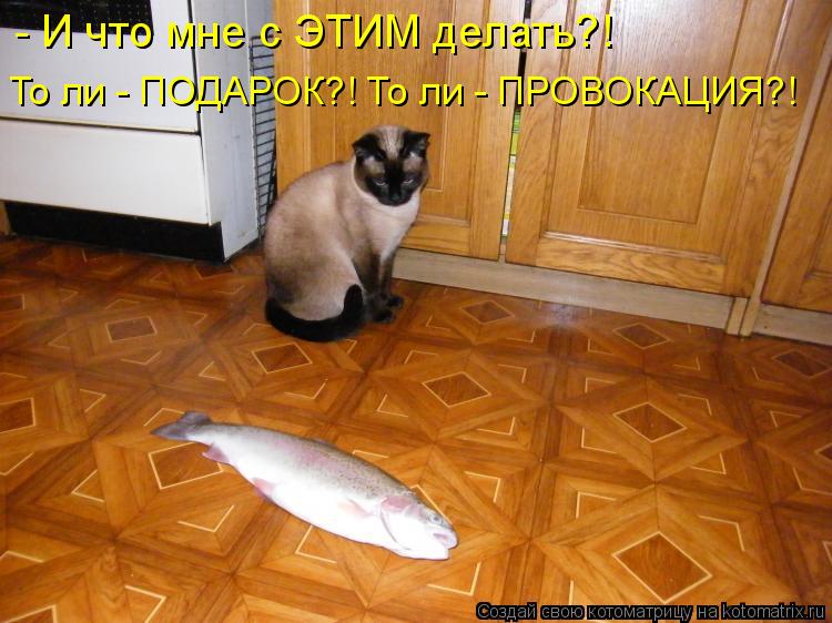 - И что мне с ЭТИМ делать?! То ли - ПОДАРОК?! То ли - ПРОВОКАЦИЯ?!... Котоматрица: - И что мне с ЭТИМ делать?! То ли - ПОДАРОК?! То ли - ПРОВОКАЦИЯ?!