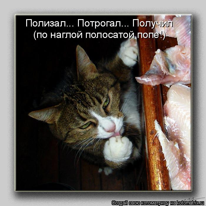 Полизал... Потрогал... Получил (по наглой полосатой попе!)... Котоматрица: Полизал... Потрогал... Получил (по наглой полосатой попе!)