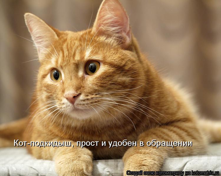 Кот-подкидыш, прост и удобен в обращении... Котоматрица: Кот-подкидыш, прост и удобен в обращении