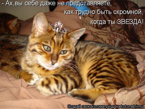 - Ах,вы себе даже не представляете, как трудно быть скромной, когда ты ЗВЕЗДА!... Котоматрица: - Ах,вы себе даже не представляете, как трудно быть скромной, когда ты ЗВЕЗДА!