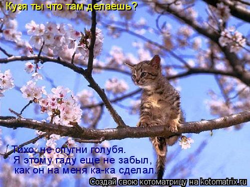 Кузя ты что там делаешь? Тихо, не спугни голубя. Я этому гаду еще не забыл, как он на меня ка-ка сдел... Котоматрица: Кузя ты что там делаешь? Тихо, не спугни голубя. Я этому гаду еще не забыл, как он на меня ка-ка сделал.