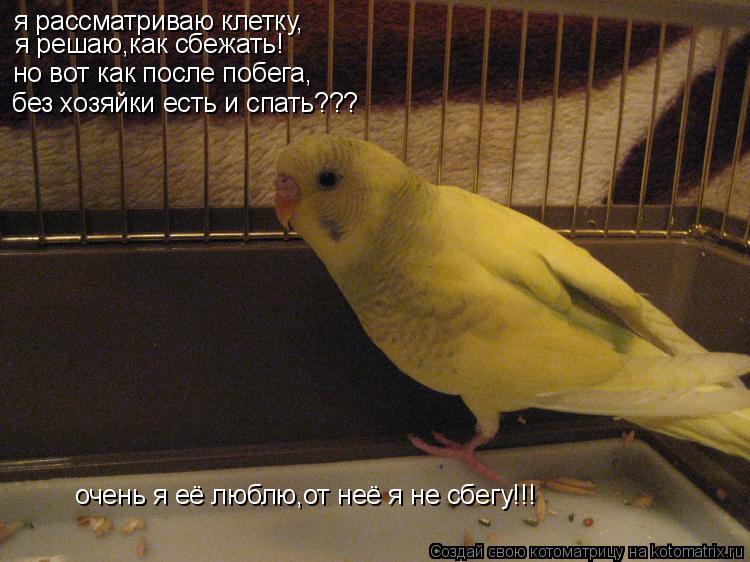 я рассматриваю клетку, я решаю,как сбежать! но вот как после побега, без хозяйки есть и спать??? очен... Котоматрица: я рассматриваю клетку, я решаю,как сбежать! но вот как после побега, без хозяйки есть и спать??? очень я её люблю,от неё я не сбегу!!!