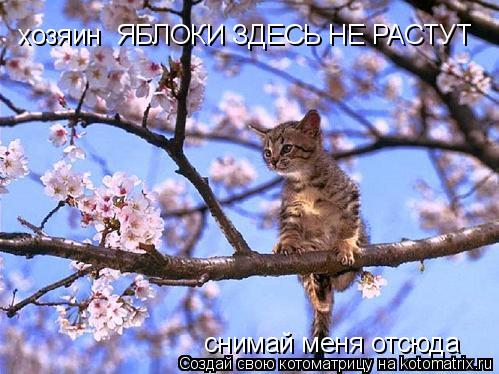 хозяин ЯБЛОКИ ЗДЕСЬ НЕ РАСТУТ снимай меня отсюда... Котоматрица: хозяин ЯБЛОКИ ЗДЕСЬ НЕ РАСТУТ снимай меня отсюда