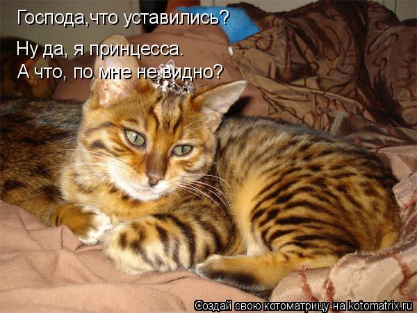 Господа,что уставились? Ну да, я принцесса. А что, по мне не видно?... Котоматрица: Господа,что уставились? Ну да, я принцесса. А что, по мне не видно?