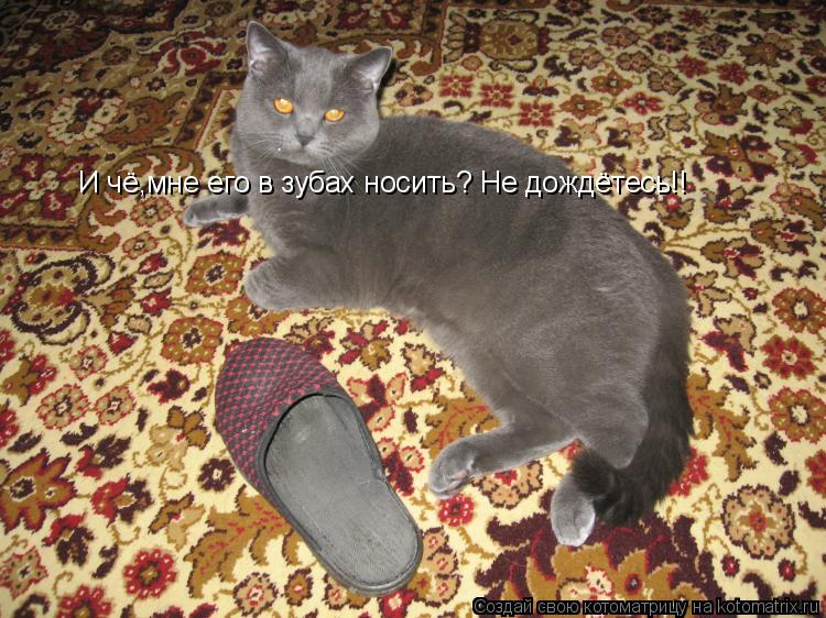 И чё,мне его в зубах носить? Не дождётесь!!... Котоматрица: И чё,мне его в зубах носить? Не дождётесь!!