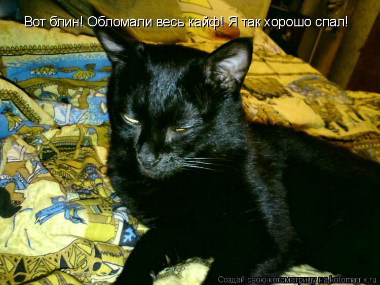 Вот блин! Обломали весь кайф! Я так хорошо спал!... Котоматрица: Вот блин! Обломали весь кайф! Я так хорошо спал!