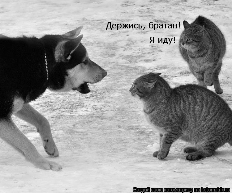 Держись, братан! Я иду!... Котоматрица: Держись, братан! Я иду!