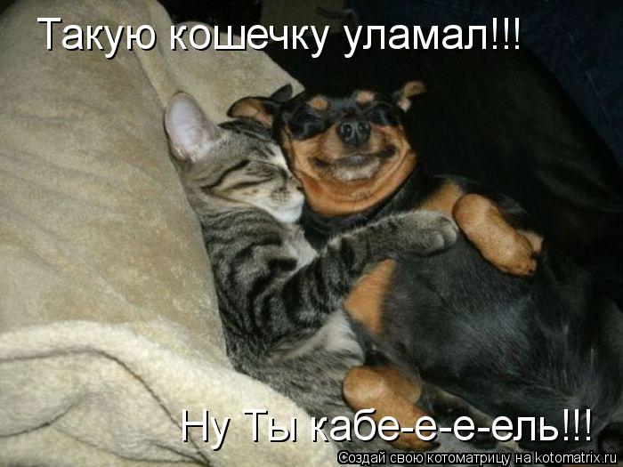 Такую кошечку уламал!!! Ну Ты кабе-е-е-ель!!!... Котоматрица: Такую кошечку уламал!!! Ну Ты кабе-е-е-ель!!!