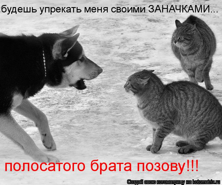 будешь упрекать меня своими ЗАНАЧКАМИ... полосатого брата позову!!!... Котоматрица: будешь упрекать меня своими ЗАНАЧКАМИ... полосатого брата позову!!!
