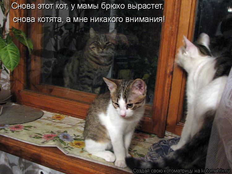 Снова этот кот, у мамы брюхо вырастет, снова котята, а мне никакого внимания!... Котоматрица: Снова этот кот, у мамы брюхо вырастет, снова котята, а мне никакого внимания!