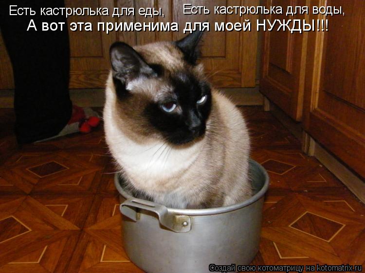 Есть кастрюлька для еды, Есть кастрюлька для воды, А вот эта применима для моей НУЖДЫ!!!... Котоматрица: Есть кастрюлька для еды, Есть кастрюлька для воды, А вот эта применима для моей НУЖДЫ!!!
