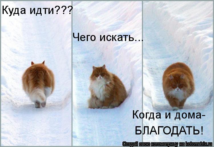Куда идти??? Чего искать... Когда и дома- БЛАГОДАТЬ!... Котоматрица: Куда идти??? Чего искать... Когда и дома- БЛАГОДАТЬ!
