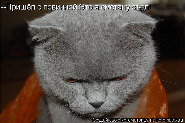 --Пришёл с повинной.Это я сметану съел!... Котоматрица: --Пришёл с повинной.Это я сметану съел!