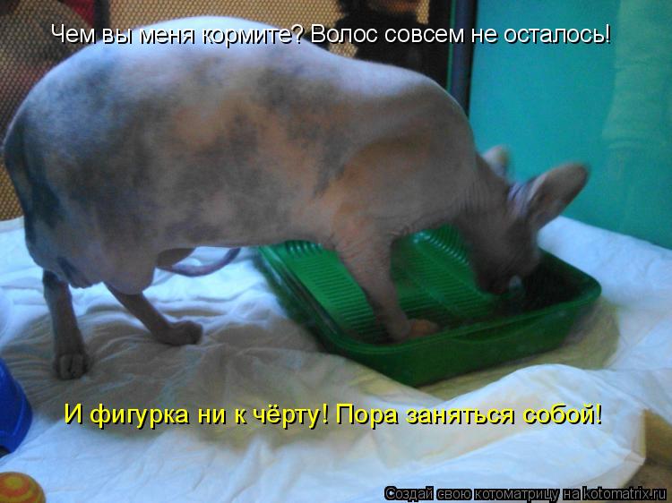 Чем вы меня кормите? Волос совсем не осталось! И фигурка ни к чёрту! Пора заняться собой!... Котоматрица: Чем вы меня кормите? Волос совсем не осталось! И фигурка ни к чёрту! Пора заняться собой!