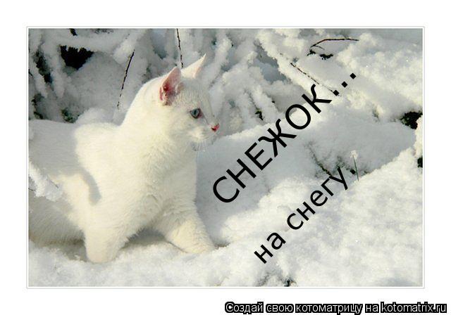 СНЕЖОК... на снегу.... Котоматрица: СНЕЖОК... на снегу.