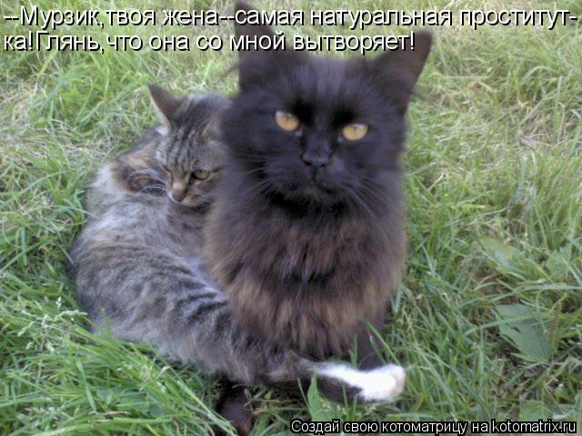 --Мурзик,твоя жена--самая натуральная проститут- ка!Глянь,что она со мной вытворяет!... Котоматрица: --Мурзик,твоя жена--самая натуральная проститут- ка!Глянь,что она со мной вытворяет!