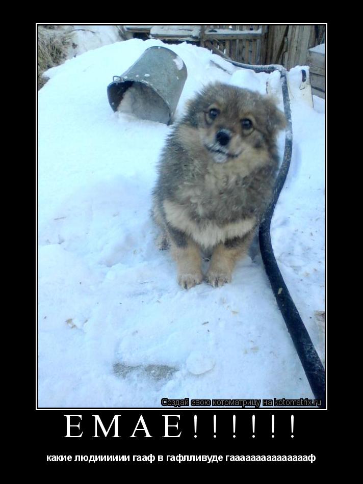Емаё!!!!!! какие людииииии гааф в гафлливуде гаааааааааааааааф... Котоматрица: Емаё!!!!!! какие людииииии гааф в гафлливуде гаааааааааааааааф