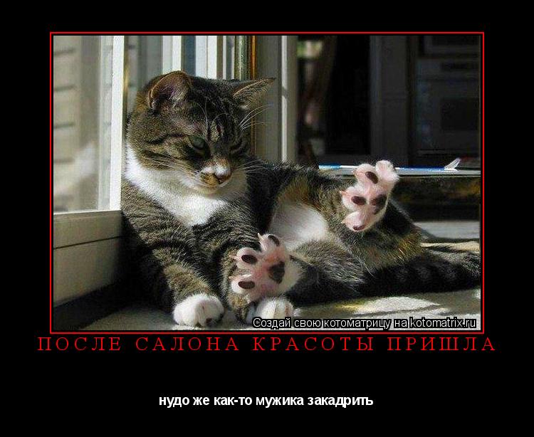После салона красоты пришла нудо же как-то мужика закадрить... Котоматрица: После салона красоты пришла нудо же как-то мужика закадрить