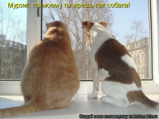 Мурзик, по-моему ты жрешь как собака!... Котоматрица: Мурзик, по-моему ты жрешь как собака!