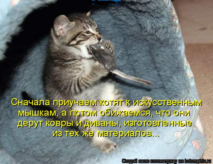 Сначала приучаем котят к искусственным мышкам, а потом обижаемся, что они дерут ковры и диваны, изгот... Котоматрица: Сначала приучаем котят к искусственным мышкам, а потом обижаемся, что они дерут ковры и диваны, изготовленные из тех же материалов...
