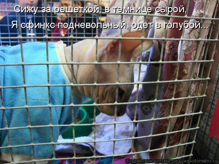 Сижу за решеткой, в темнице cырой, Я сфинкс подневольный, одет в голубой...... Котоматрица: Сижу за решеткой, в темнице cырой, Я сфинкс подневольный, одет в голубой...