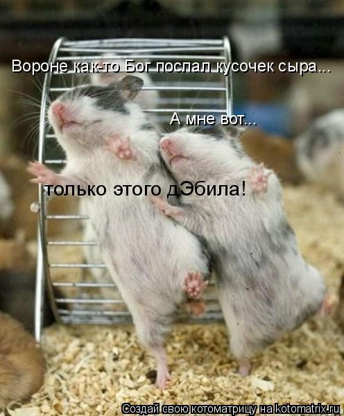 Вороне как-то Бог послал кусочек сыра... А мне вот... только этого дЭбила!... Котоматрица: Вороне как-то Бог послал кусочек сыра... А мне вот... только этого дЭбила!