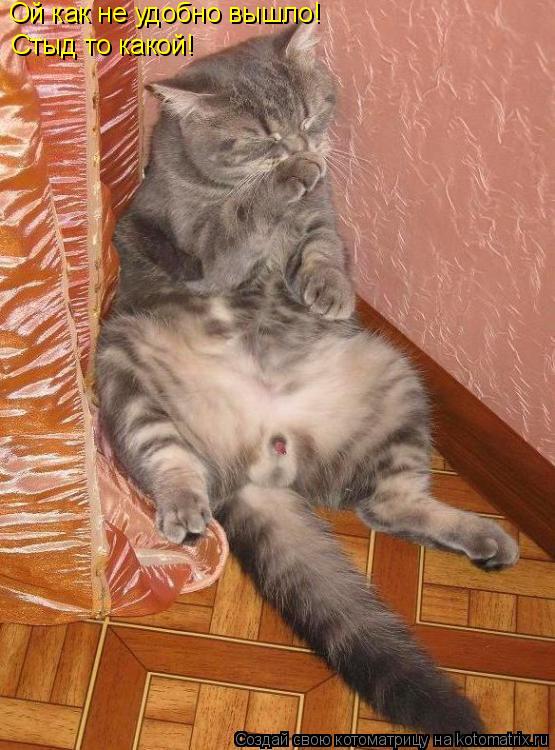 Ой как не удобно вышло! Стыд то какой!... Котоматрица: Ой как не удобно вышло! Стыд то какой!