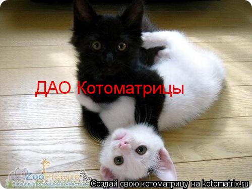 ДАО Котоматрицы... Котоматрица: ДАО Котоматрицы