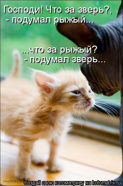Господи! Что за зверь?, - подумал рыжый... ...что за рыжый? - подумал зверь...... Котоматрица: Господи! Что за зверь?, - подумал рыжый... ...что за рыжый? - подумал зверь...