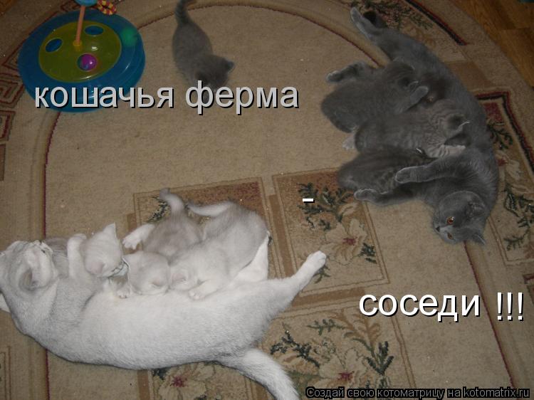 кошачья ферма соседи - !!!... Котоматрица: кошачья ферма соседи - !!!