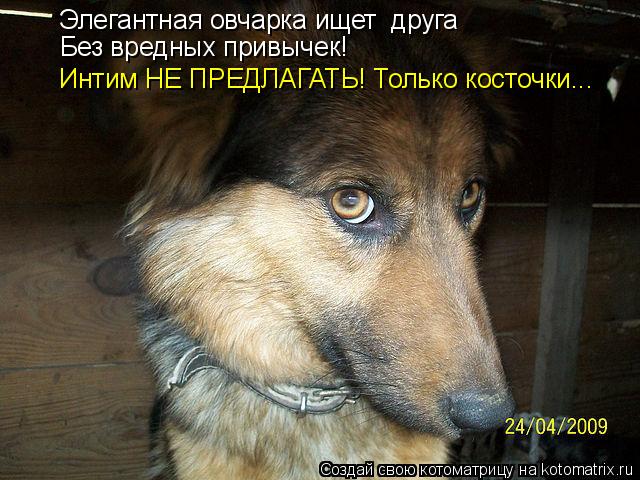 Элегантная овчарка ищет друга Без вредных привычек! Интим НЕ ПРЕДЛАГАТЬ! Только косточки...... Котоматрица: Элегантная овчарка ищет друга Без вредных привычек! Интим НЕ ПРЕДЛАГАТЬ! Только косточки...