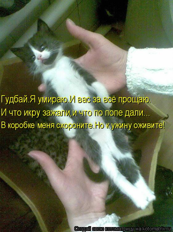 Гудбай.Я умираю.И вас за всё прощаю. И что икру зажали,и что по попе дали... В коробке меня схороните... Котоматрица: Гудбай.Я умираю.И вас за всё прощаю. И что икру зажали,и что по попе дали... В коробке меня схороните.Но к ужину оживите!