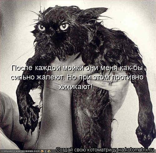 После каждой мойки они меня как-бы сильно жалеют. Но при этом противно хихикают!... Котоматрица: После каждой мойки они меня как-бы сильно жалеют. Но при этом противно хихикают!