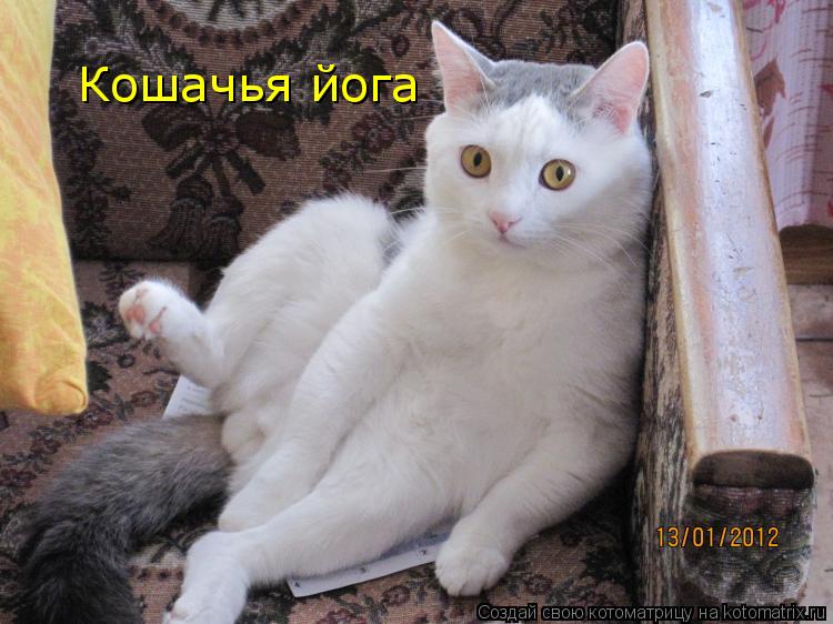 Кошачья йога... Котоматрица: Кошачья йога