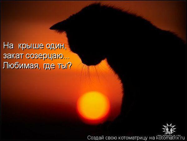 Котоматрица: На  крыше один,  закат созерцаю... Любимая, где ты?