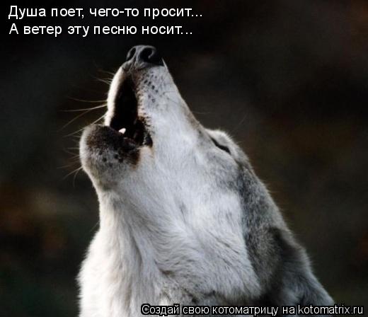 Котоматрица: Душа поет, чего-то просит... А ветер эту песню носит...
