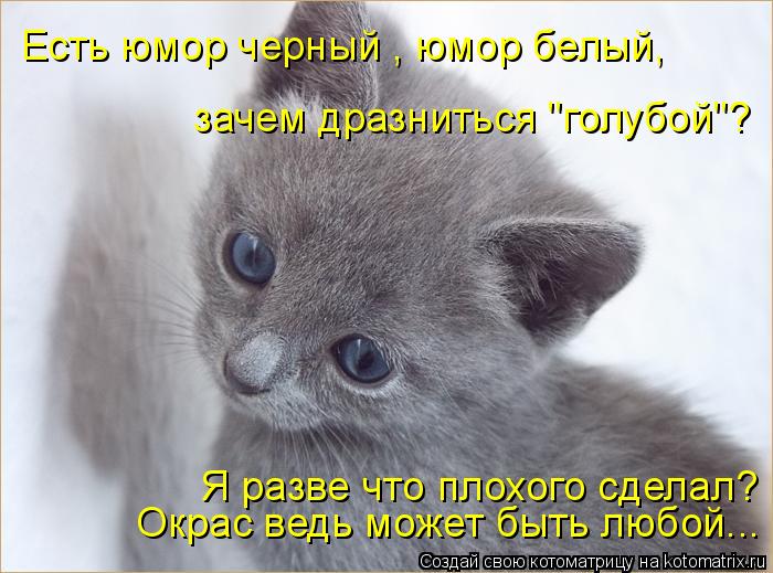 Есть юмор черный , юмор белый, Окрас ведь может быть любой... Я разве что плохого сделал? зачем драз... Котоматрица: Есть юмор черный , юмор белый, Окрас ведь может быть любой... Я разве что плохого сделал? зачем дразниться "голубой"?