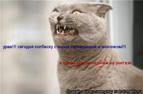 ураа!!! сегодня колбаску с икрой картошечкой и молочком!!! а потом долгое сиденье на унитазе...... Котоматрица: ураа!!! сегодня колбаску с икрой картошечкой и молочком!!! а потом долгое сиденье на унитазе...