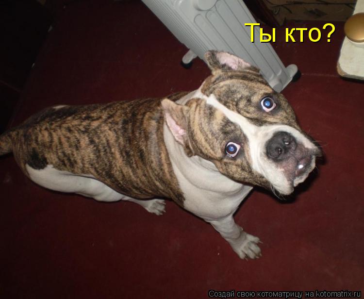 Ты кто?... Котоматрица: Ты кто?
