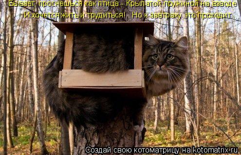 Бывает, проснешься как птица - Крылатой пружиной на взводе И хочется жить и трудиться!.. Но к завтр... Котоматрица: Бывает, проснешься как птица - Крылатой пружиной на взводе И хочется жить и трудиться!.. Но к завтраку это проходит...