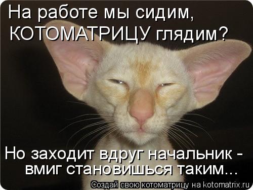 На работе мы сидим, КОТОМАТРИЦУ глядим? Но заходит вдруг начальник - вмиг становишься таким...... Котоматрица: На работе мы сидим, КОТОМАТРИЦУ глядим? Но заходит вдруг начальник - вмиг становишься таким...