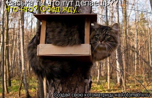 Васька ты что тут делаешь?? Что-что? Обед жду...... Котоматрица: Васька ты что тут делаешь?? Что-что? Обед жду...
