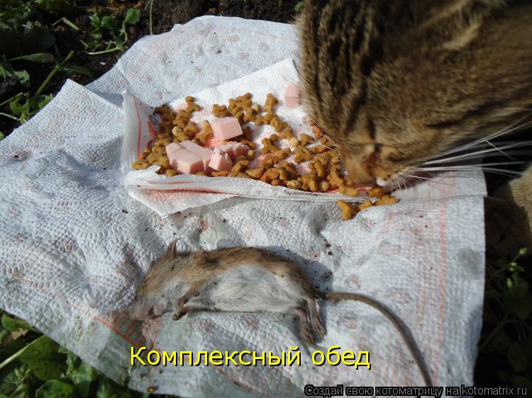 Комплексный обед... Котоматрица: Комплексный обед