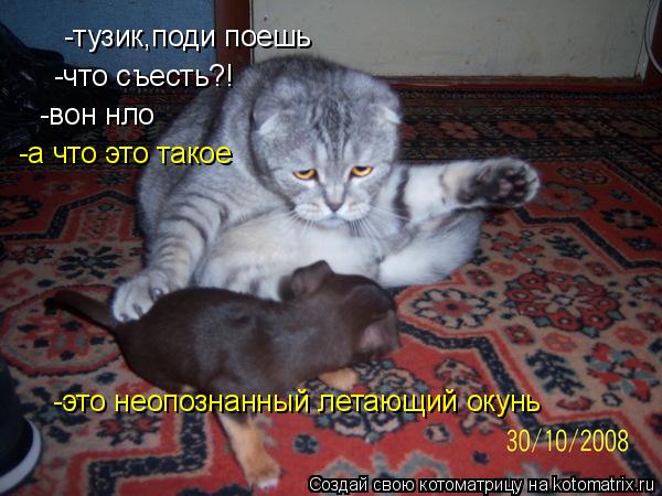 -тузик,поди поешь -что съесть?! -вон нло -а что это такое -это неопознанный летающий окунь... Котоматрица: -тузик,поди поешь -что съесть?! -вон нло -а что это такое -это неопознанный летающий окунь