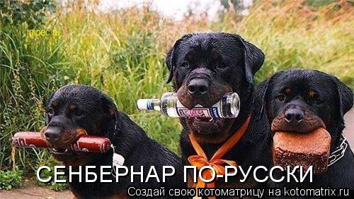 СЕНБЕРНАР ПО-РУССКИ... Котоматрица: СЕНБЕРНАР ПО-РУССКИ