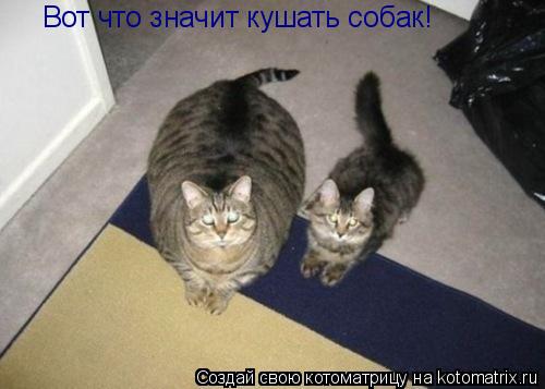 Вот что значит кушать собак!... Котоматрица: Вот что значит кушать собак!